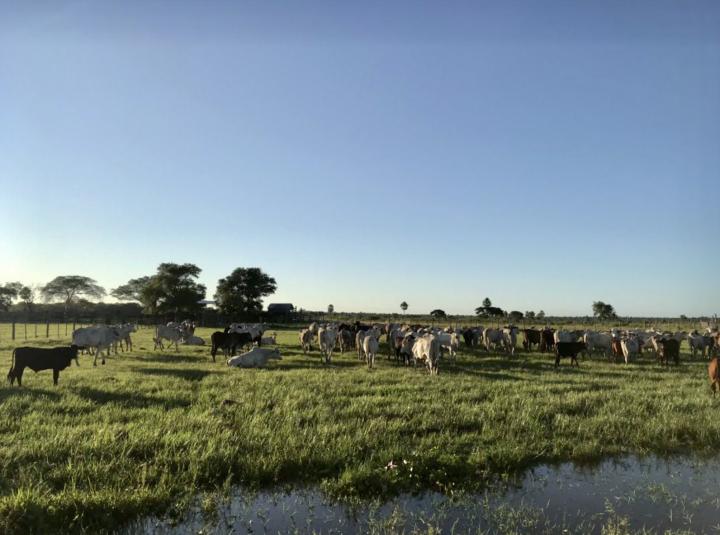 Campo Agricola-Ganadero en Concepción - 4.116 Has.